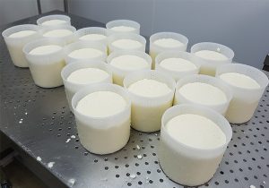 cheese making 2